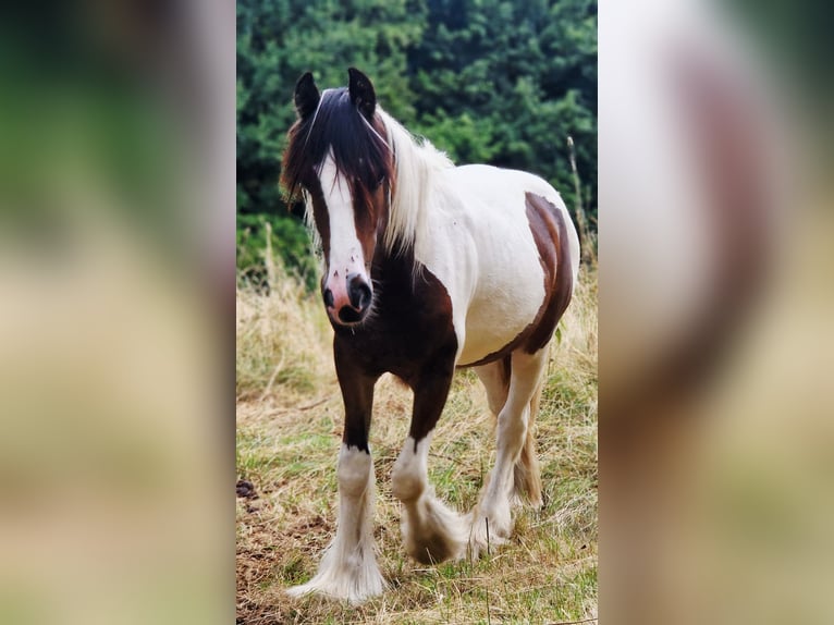 Tinker Hengst 1 Jaar 155 cm Gevlekt-paard in Schl&#xFC;chtern