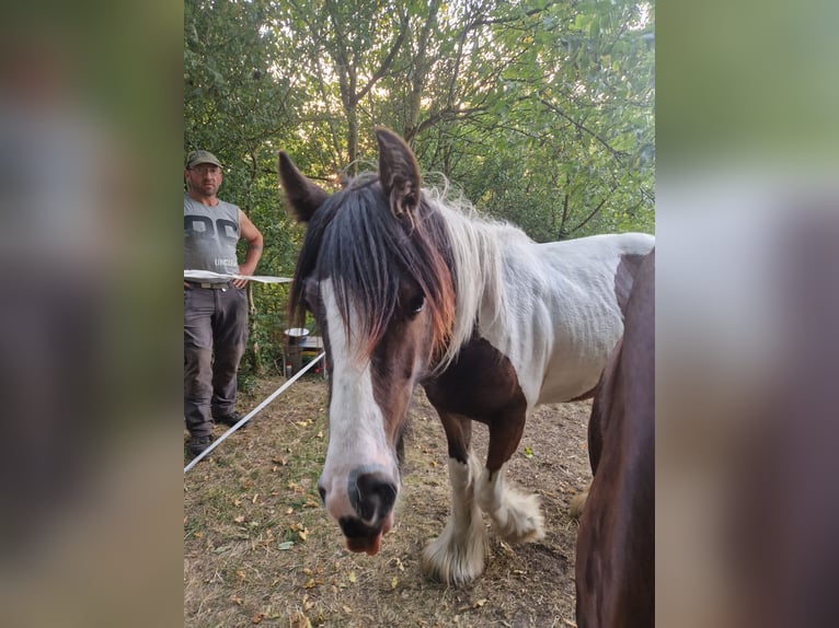 Tinker Hengst 1 Jaar 155 cm Gevlekt-paard in Schl&#xFC;chtern