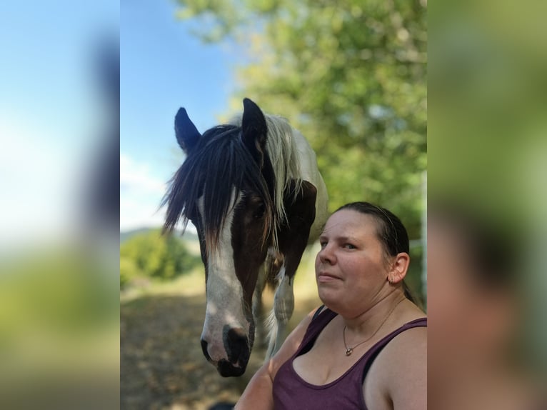 Tinker Hengst 1 Jaar 155 cm Gevlekt-paard in Schl&#xFC;chtern