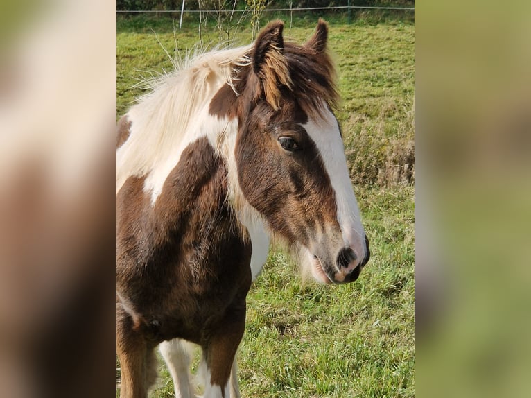 Tinker Hengst 1 Jaar 155 cm Gevlekt-paard in Schl&#xFC;chtern