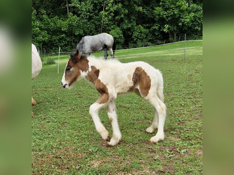 Tinker Hengst 1 Jaar 155 cm Gevlekt-paard in Schl&#xFC;chtern