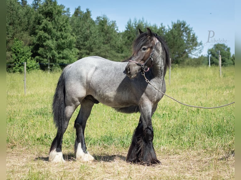Tinker Hengst 1 Jaar 156 cm Roan-Blue in Kohila