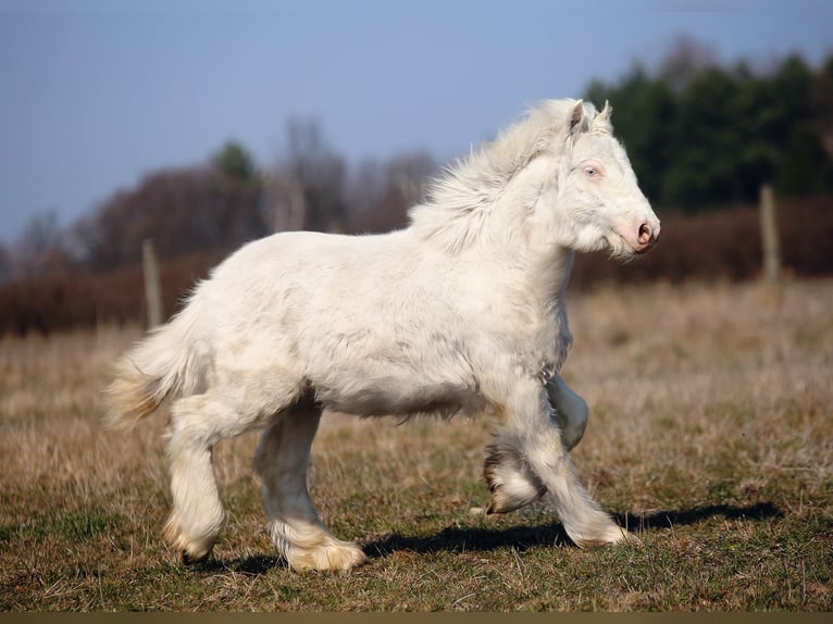 Tinker Hengst 1 Jaar Cremello in Stryków