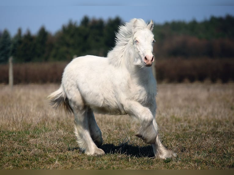 Tinker Hengst 1 Jaar Cremello in Stryków