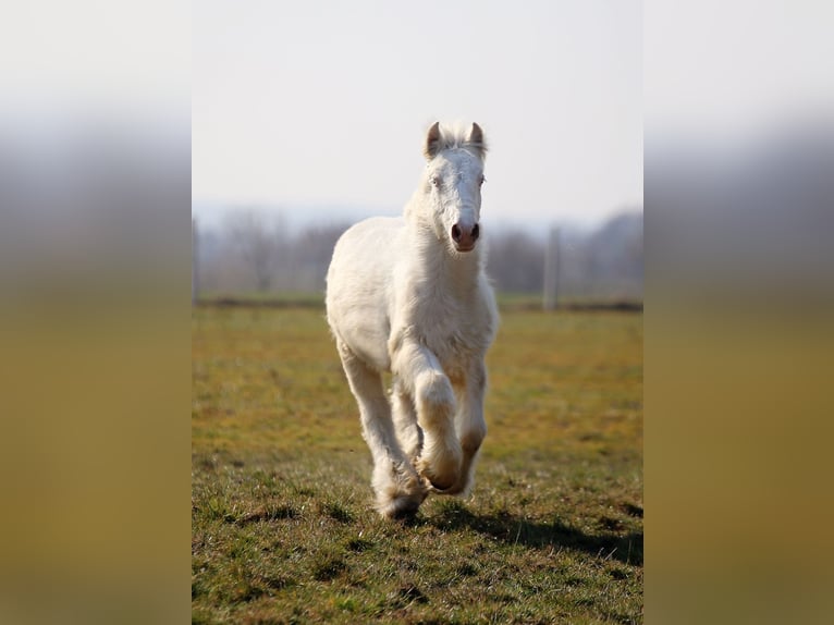 Tinker Hengst 1 Jaar Cremello in Stryków