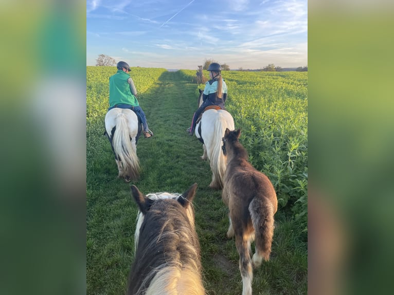 Tinker Hengst 1 Jaar Donkerbruin in Eisingen