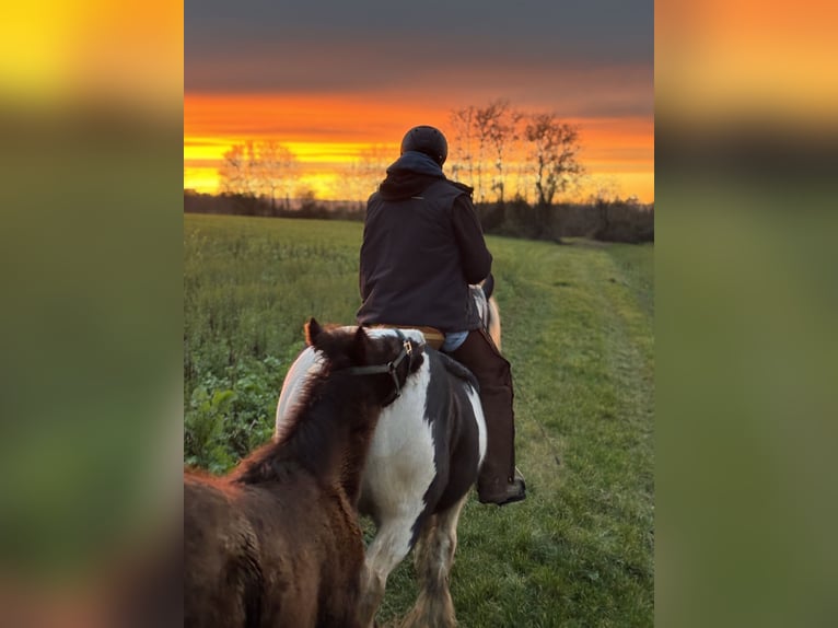 Tinker Hengst 1 Jaar Donkerbruin in Eisingen