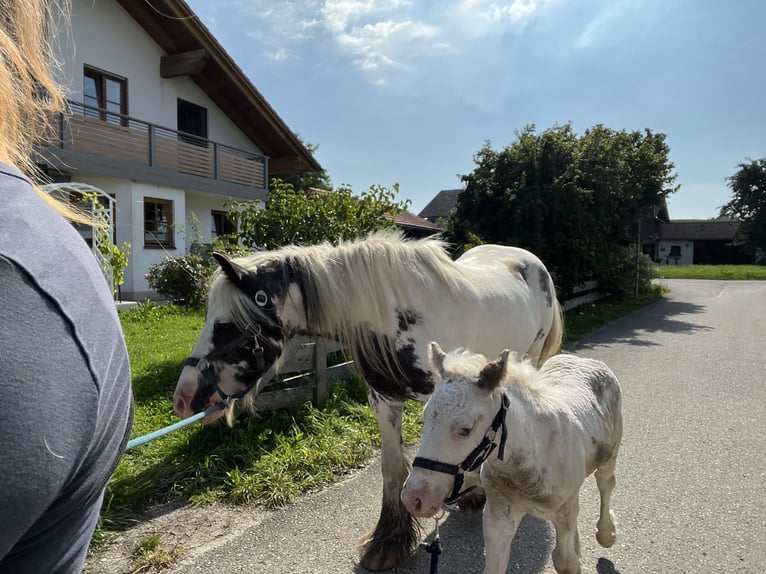 Tinker Hengst 1 Jaar Gevlekt-paard in Böbing