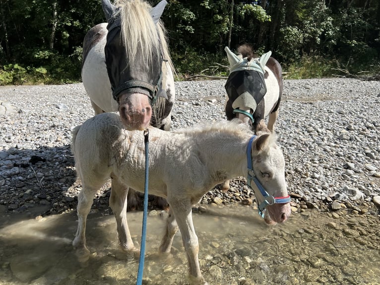 Tinker Hengst 1 Jaar Gevlekt-paard in Böbing