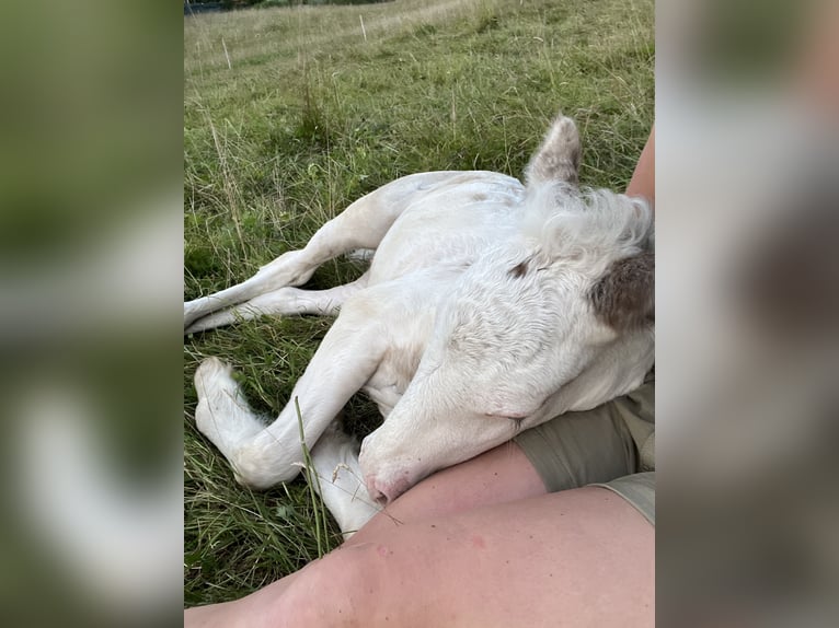 Tinker Hengst 1 Jaar Gevlekt-paard in Böbing