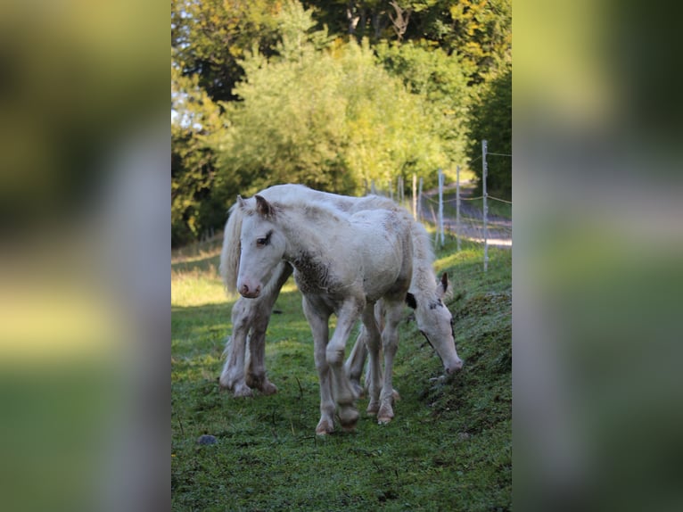 Tinker Hengst 1 Jaar Gevlekt-paard in Böbing