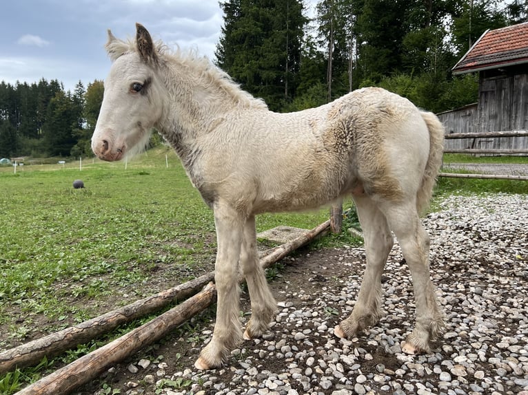 Tinker Hengst 1 Jaar Gevlekt-paard in Böbing