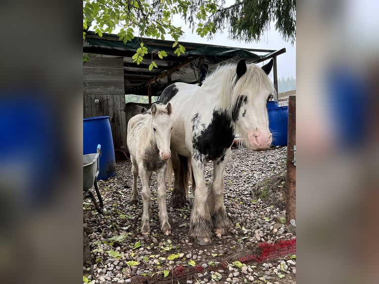 Tinker Hengst 1 Jaar Gevlekt-paard in Böbing