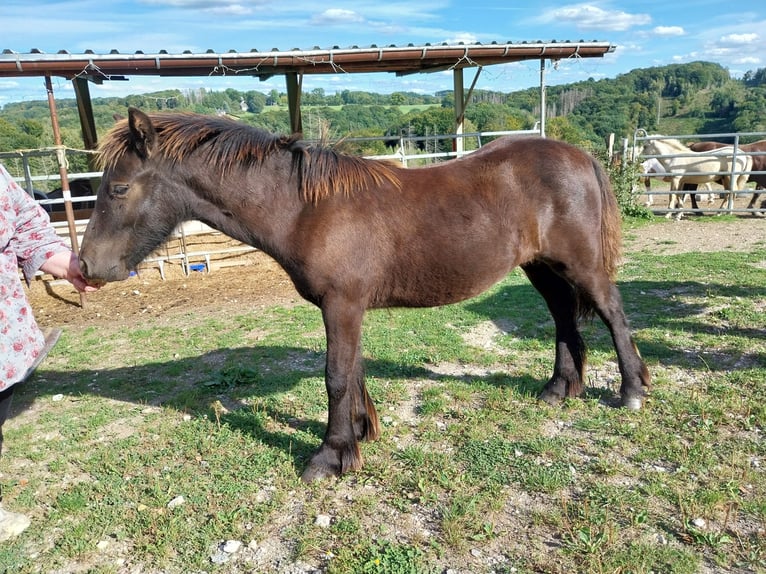 Tinker Mix Hengst 1 Jahr 130 cm Brauner in Morsbach