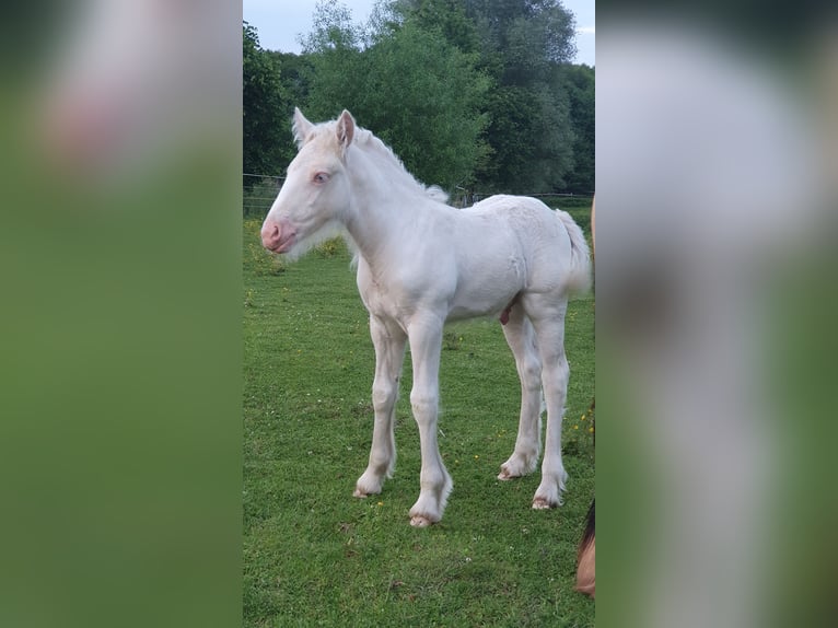 Tinker Hengst 1 Jahr 133 cm Cremello in Tangeln