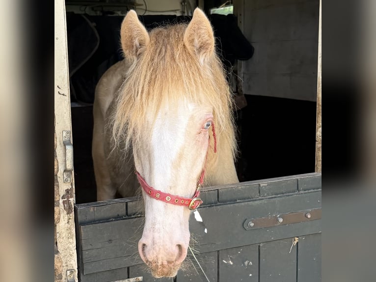 Tinker Hengst 1 Jahr 140 cm Cremello in Zwartewaal