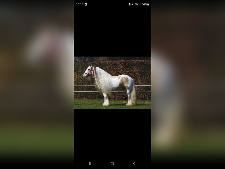 Tinker Hengst 1 Jahr 144 cm Falbe in Daleiden