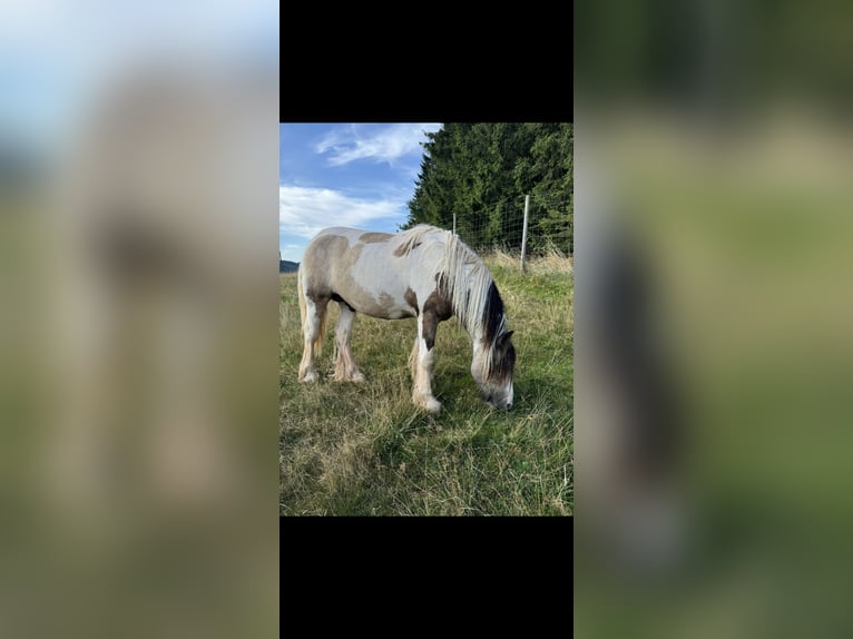 Tinker Hengst 1 Jahr 144 cm Falbe in Daleiden