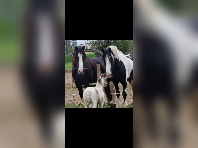 Tinker Hengst 1 Jahr 144 cm Falbe in Daleiden