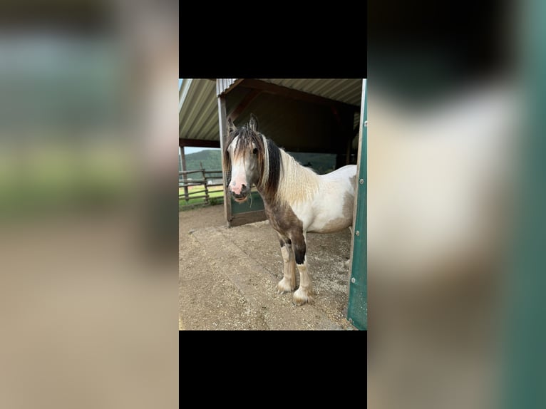 Tinker Hengst 1 Jahr 144 cm Falbe in Daleiden