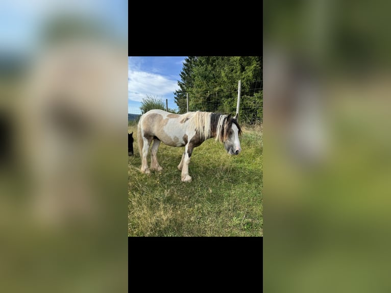 Tinker Hengst 1 Jahr 144 cm Falbe in Daleiden