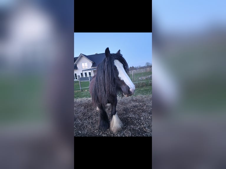 Tinker Hengst 1 Jahr 144 cm Falbe in Daleiden