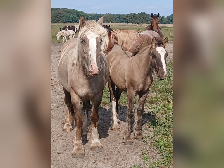 Tinker Hengst 1 Jahr 145 cm Falbe in Wittstock/Dosse