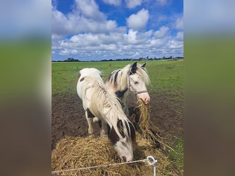 Tinker Hengst 1 Jahr 145 cm Overo-alle-Farben in Egmond aan Zee