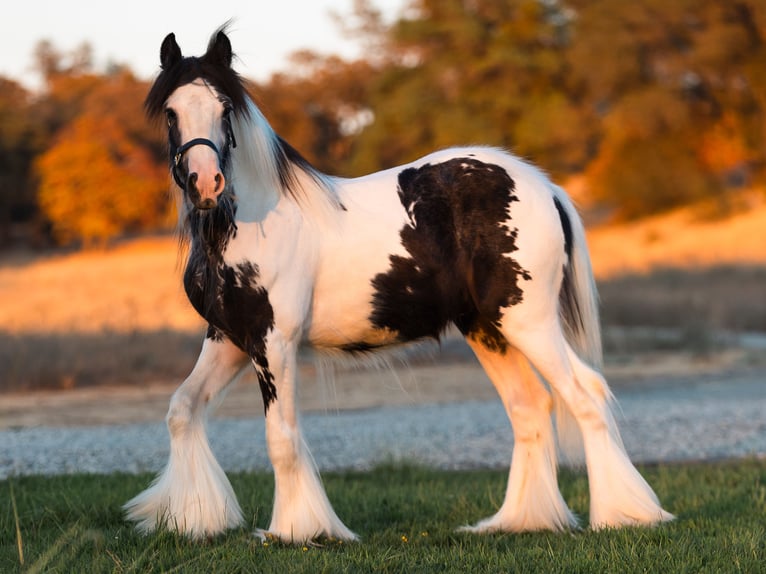 Tinker Hengst 1 Jahr 145 cm Schecke in Grass Valley, CA