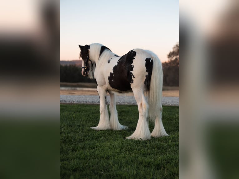 Tinker Hengst 1 Jahr 145 cm Schecke in Grass Valley, CA