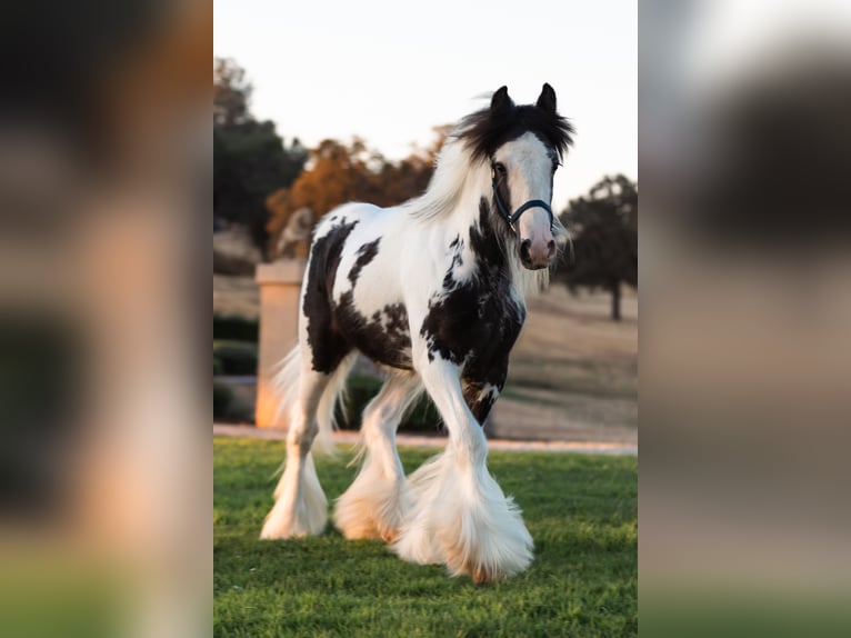 Tinker Hengst 1 Jahr 145 cm Schecke in Grass Valley, CA