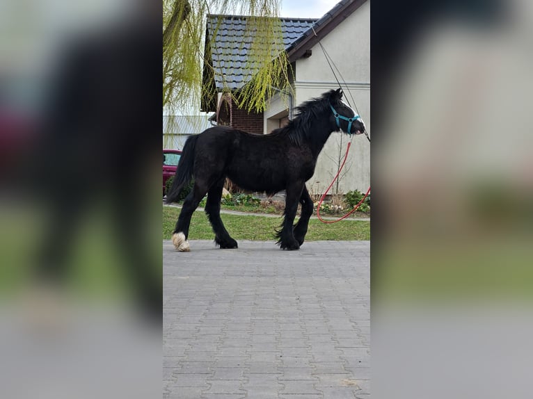 Tinker Hengst 1 Jahr 147 cm Rappe in Buk