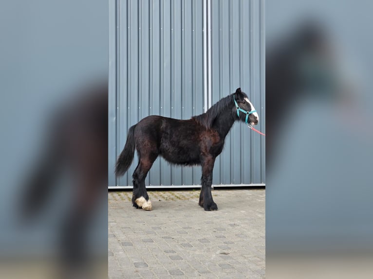 Tinker Hengst 1 Jahr 147 cm Rappe in Buk