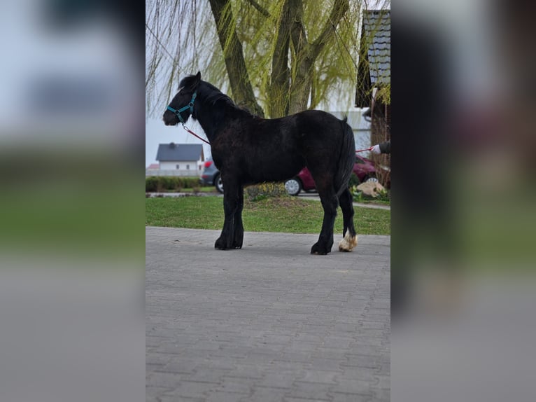 Tinker Hengst 1 Jahr 147 cm Rappe in Buk
