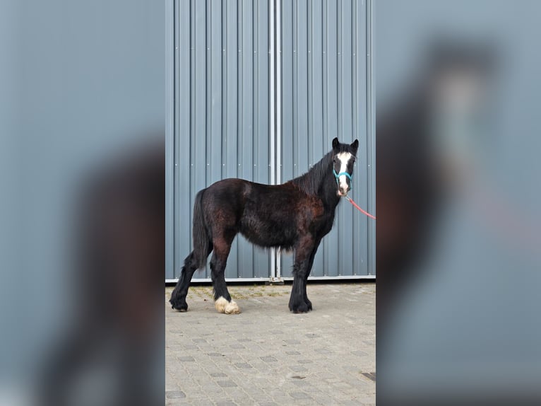 Tinker Hengst 1 Jahr 147 cm Rappe in Buk