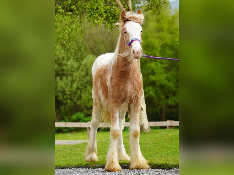 Tinker Hengst 1 Jahr 148 cm  in kerry