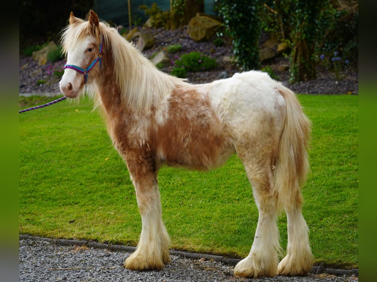 Tinker Hengst 1 Jahr 148 cm  in kerry