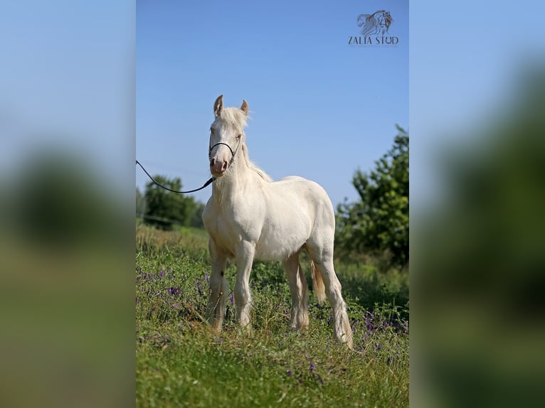 Tinker Hengst 1 Jahr 150 cm Cremello in Stryk&#xF3;w