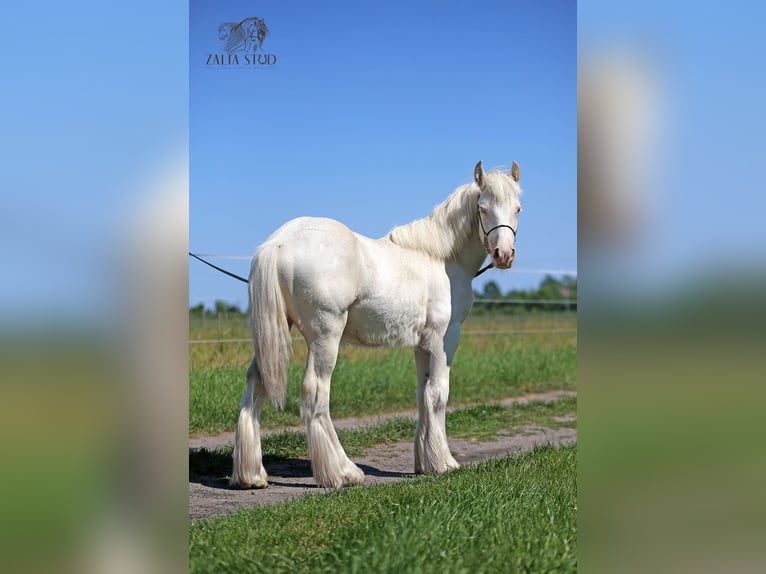 Tinker Hengst 1 Jahr 150 cm Cremello in Stryk&#xF3;w