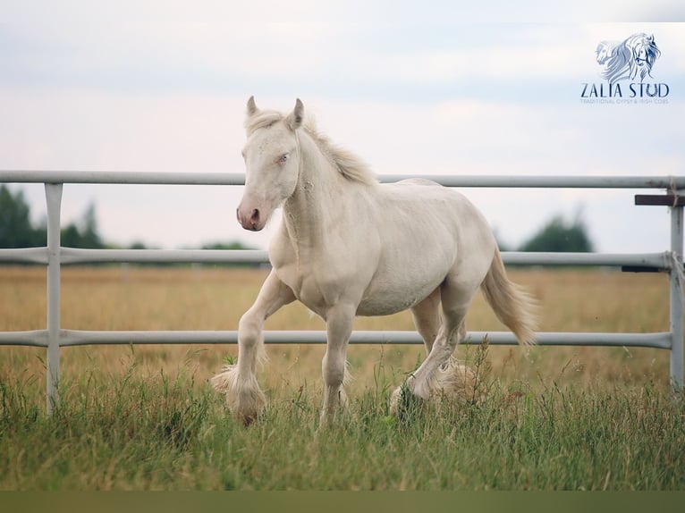 Tinker Hengst 1 Jahr 150 cm Cremello in Stryk&#xF3;w