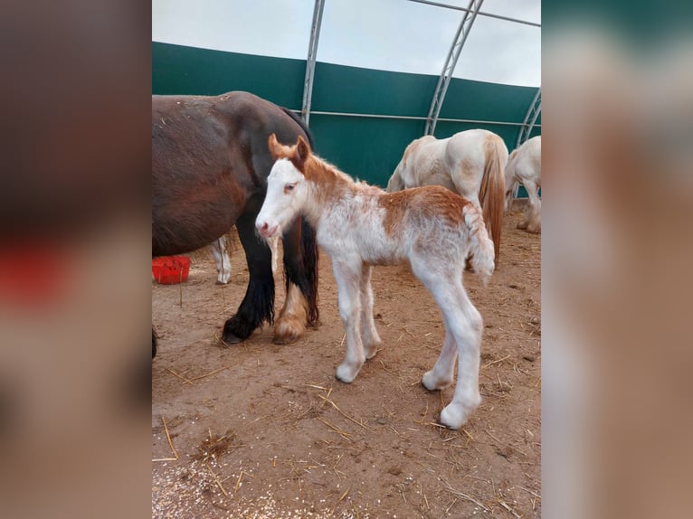 Tinker Hengst 1 Jahr 153 cm Sabino in Wleń