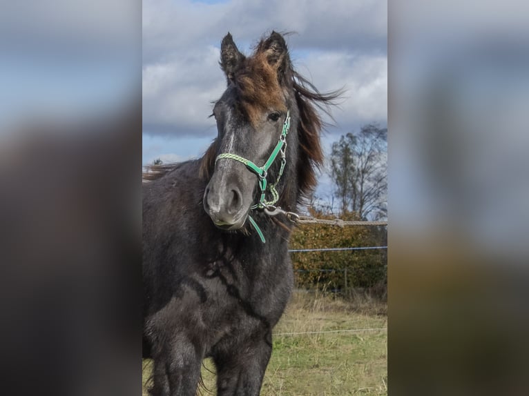 Tinker Hengst 1 Jahr 154 cm Schimmel in Kohila