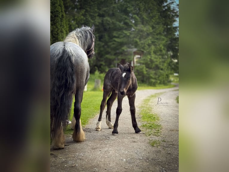 Tinker Hengst 1 Jahr 156 cm Roan-Blue in Kohila