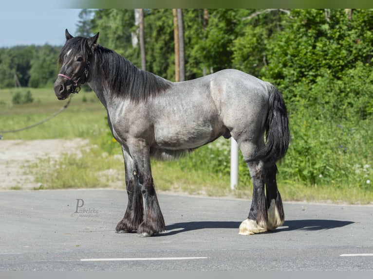 Tinker Hengst 1 Jahr 156 cm Roan-Blue in Kohila