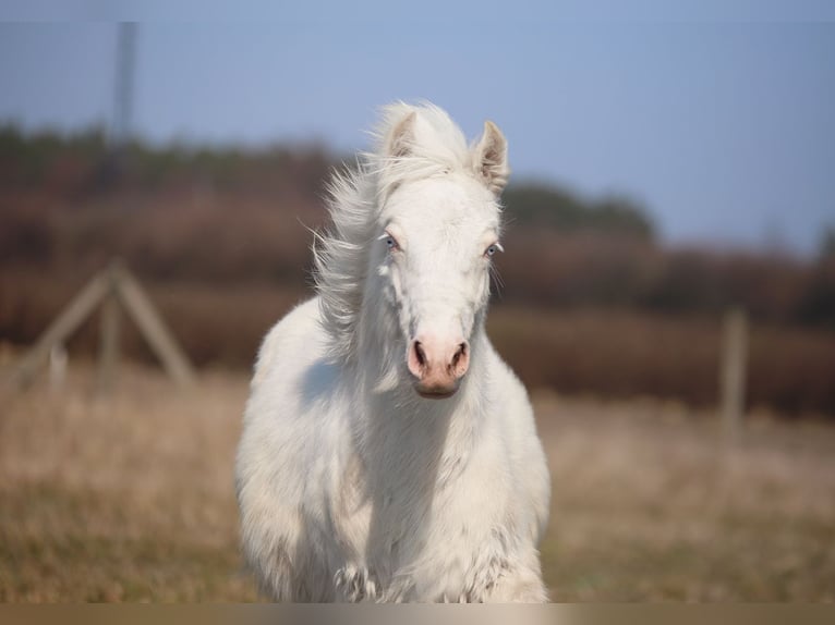 Tinker Hengst 1 Jahr Cremello in Stryków