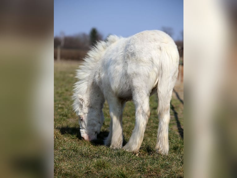 Tinker Hengst 1 Jahr Cremello in Stryków