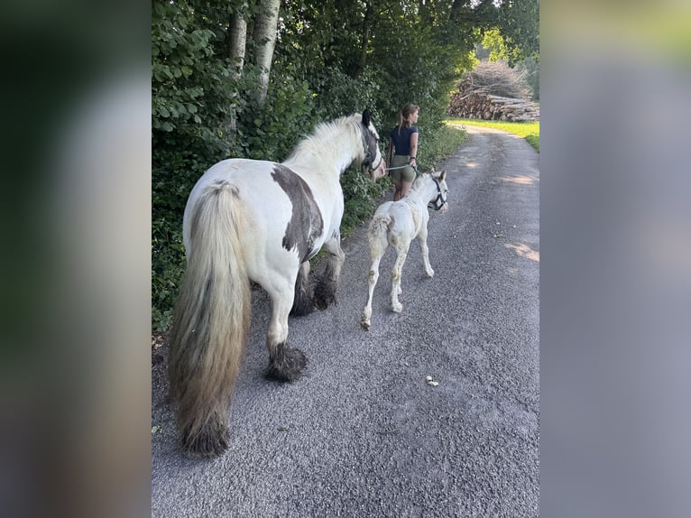 Tinker Hengst 1 Jahr Schecke in Böbing