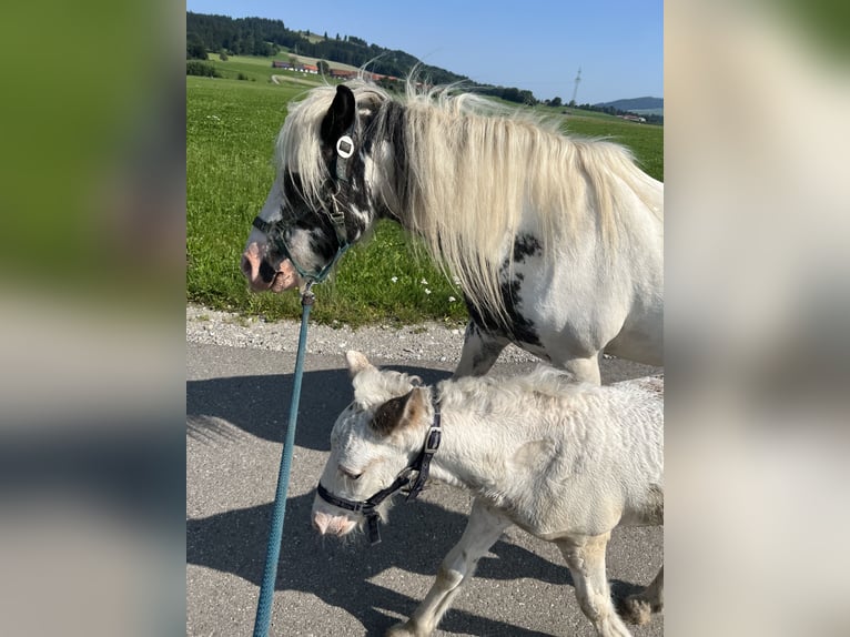 Tinker Hengst 1 Jahr Schecke in Böbing