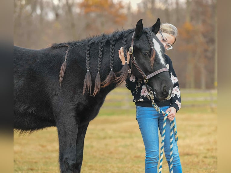 Tinker Hengst 2 Jaar 132 cm Zwart in New Holland