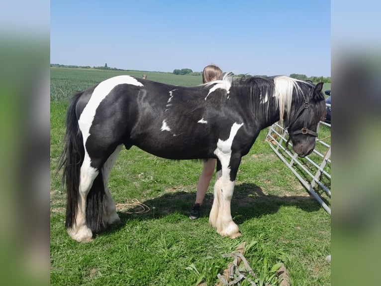 Tinker Hengst 2 Jaar 140 cm Gevlekt-paard in Zaventem